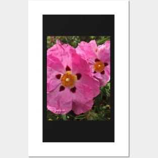 Two Pink primrose Posters and Art